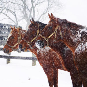Image post by @thebloodhorse on Instagram