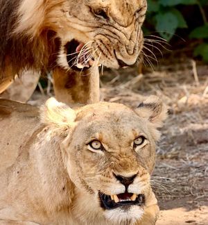 Image post by @chiawasafaris on Instagram