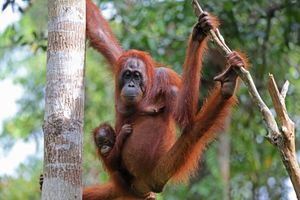 Image post by @AnimalPlanet on Twitter/X