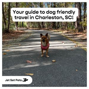 Image post by @jetsetpets on Instagram