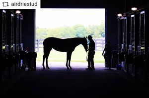 Image post by @thebloodhorse on Instagram
