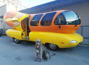 Image post by @thesavannahwolfhound on Instagram