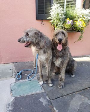Image post by @thesavannahwolfhound on Instagram