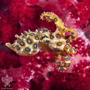 Image post by @discovery on Instagram