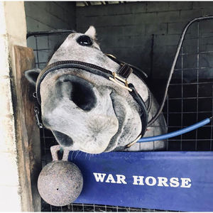 Image post by @thebloodhorse on Instagram