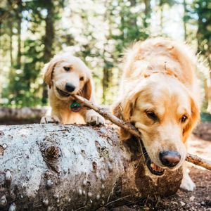 Image post by @nulopetfood on Instagram