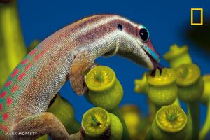 Image post by @NatGeo on Twitter/X
