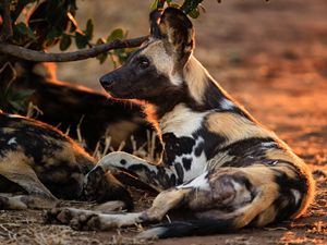 Image post by @chiawasafaris on Instagram