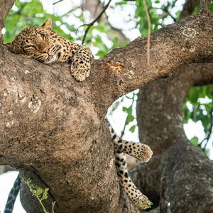 Image post by @chiawasafaris on Instagram