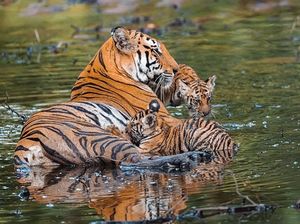 Image post by @discovery on Instagram
