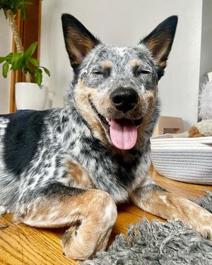 Image post by @evolvepetfood on Instagram