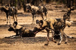Image post by @chiawasafaris on Instagram