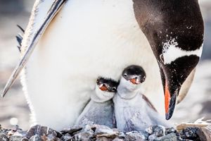Image post by @animalplanet on Instagram