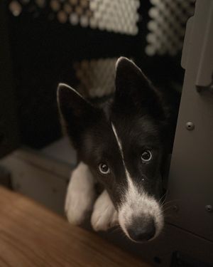 Image post by @tux_the_blue_pomsky on Instagram