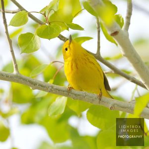 Image post by @lightboximages on Instagram