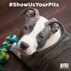 Image post by @animalplanet on Instagram