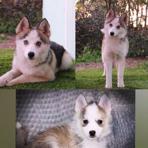Image post by @tux_the_blue_pomsky on Instagram