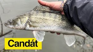 Video post by @jonasederfishing on YouTube