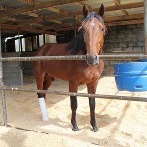 Image post by @nzhorseambulancetrust on Facebook