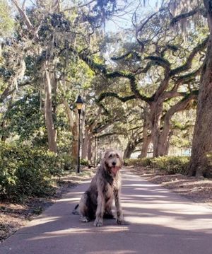 Image post by @thesavannahwolfhound on Instagram