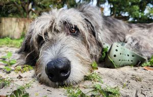 Image post by @thesavannahwolfhound on Instagram
