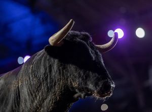 Image post by @bullfightersonly on Instagram