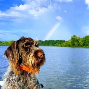 Image post by @triumphpetfood on Instagram