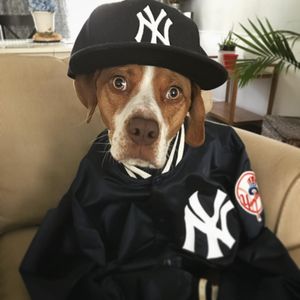 Image post by @bronxpinstripes on Instagram