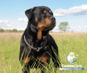 Image post by @caninecareprobiotic on Instagram