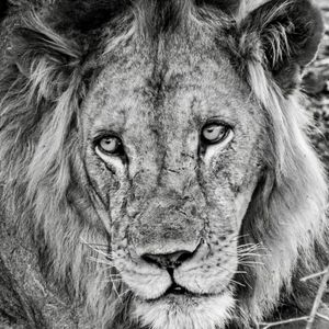 Image post by @chiawasafaris on Instagram
