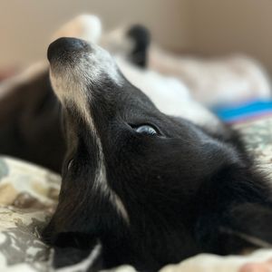Image post by @tux_the_blue_pomsky on Instagram