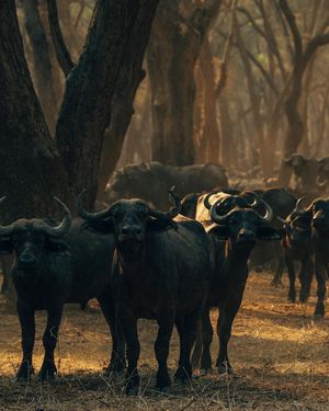 Image post by @chiawasafaris on Instagram