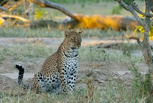 Image post by @chiawasafaris on Instagram
