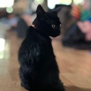 Image post by @whitmanpets on Instagram