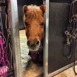 Image post by @snaffle_it on Instagram