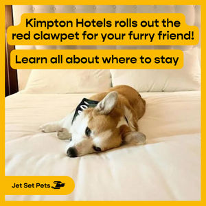 Image post by @jetsetpets on Instagram
