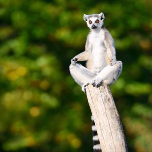 Image post by @animalplanet on Instagram