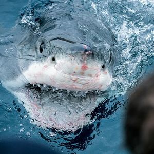Image post by @discovery on Instagram