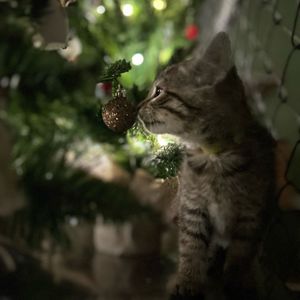 Image post by @whitmanpets on Instagram