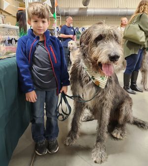 Image post by @thesavannahwolfhound on Instagram