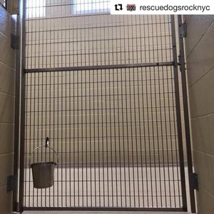 Image post by @laraleatrump on Instagram