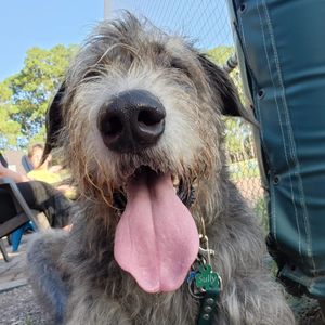 Image post by @thesavannahwolfhound on Instagram