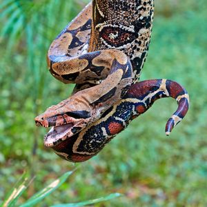 Image post by @animalplanet on Instagram