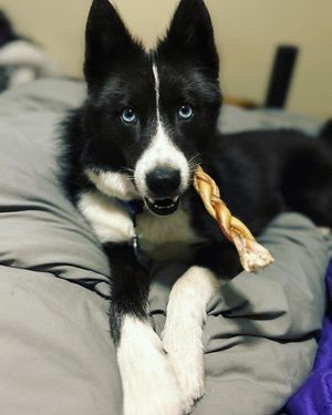 Image post by @tux_the_blue_pomsky on Instagram