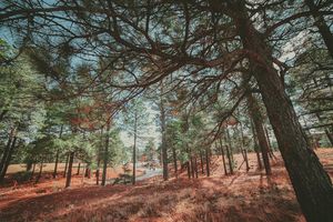 Image post by @nauflagstaff on Instagram