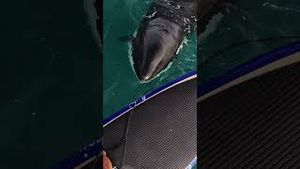 Video post by @gopro on YouTube