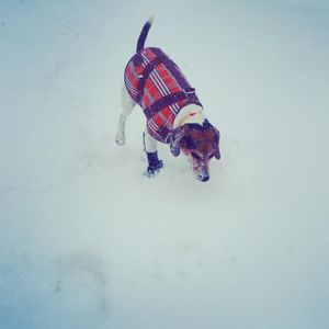 Image post by @laraleatrump on Instagram
