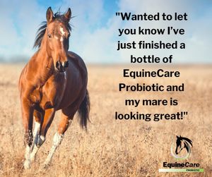 Image post by @equinecareprobiotic on Instagram