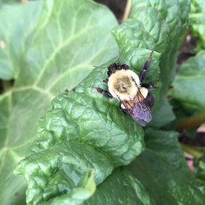 Image post by @kidsgardening on Instagram
