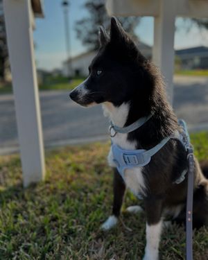 Image post by @tux_the_blue_pomsky on Instagram